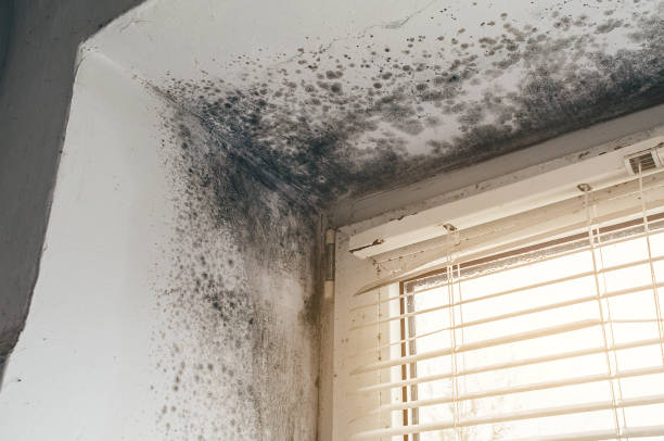 Affordable Mold Inspection And Testing solutions in Leesburg, VA